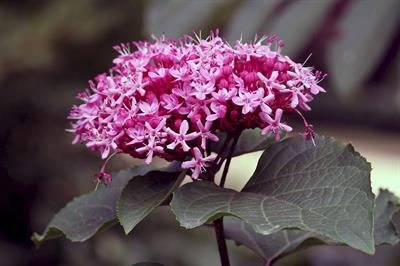 Clerodendrum bungei